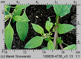 Chenopodium polyspermum (komosa wielonasienna)