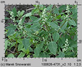 Chenopodium (komosa)