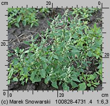 Chenopodium album s.str. (komosa biała s.str.)