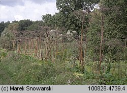 Heracleum sosnowskyi (barszcz Sosnowskiego)