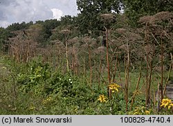 Heracleum sosnowskyi (barszcz Sosnowskiego)