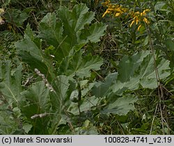 Heracleum sosnowskyi (barszcz Sosnowskiego)