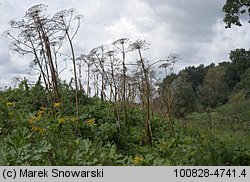 Heracleum sosnowskyi (barszcz Sosnowskiego)