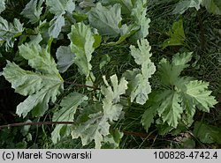 Heracleum sosnowskyi (barszcz Sosnowskiego)