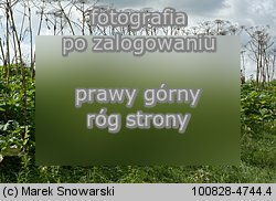 Heracleum sosnowskyi (barszcz Sosnowskiego)