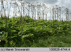 Heracleum sosnowskyi (barszcz Sosnowskiego)