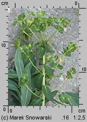 Euphorbia lucida (wilczomlecz błyszczący)