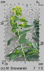 Euphorbia lucida (wilczomlecz błyszczący)