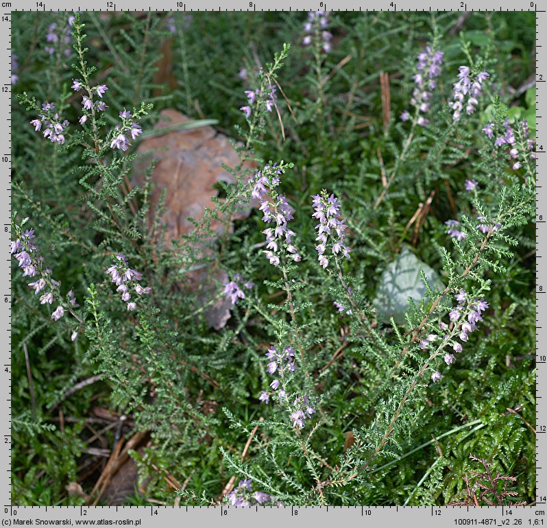 Calluna vulgaris (wrzos pospolity)