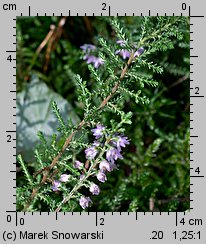 Calluna vulgaris (wrzos pospolity)