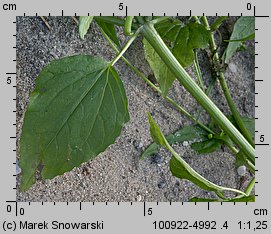 Galinsoga parviflora (żółtlica drobnokwiatowa)