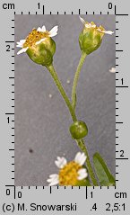 Galinsoga parviflora (żółtlica drobnokwiatowa)