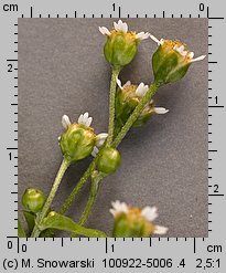 Galinsoga parviflora (żółtlica drobnokwiatowa)