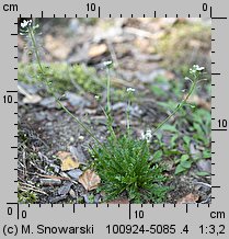 Teesdalea nudicaulis (chroszcz nagołodygowy)