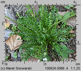 Teesdalea nudicaulis (chroszcz nagołodygowy)