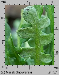 Teesdalea nudicaulis (chroszcz nagołodygowy)