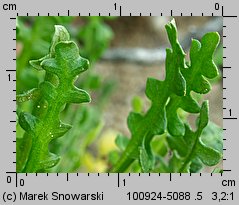 Teesdalea nudicaulis (chroszcz nagołodygowy)