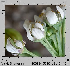 Teesdalea nudicaulis (chroszcz nagołodygowy)