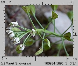 Teesdalea nudicaulis (chroszcz nagołodygowy)