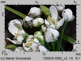 Teesdalea nudicaulis (chroszcz nagołodygowy)