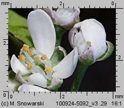 Teesdalea nudicaulis (chroszcz nagołodygowy)