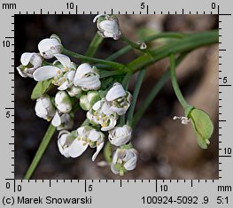 Teesdalea nudicaulis (chroszcz nagołodygowy)