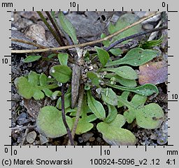 Teesdalea nudicaulis (chroszcz nagołodygowy)