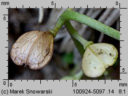 Teesdalea nudicaulis (chroszcz nagołodygowy)