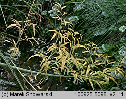 Cicuta virosa (szalej jadowity)