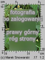 Galinsoga parviflora (Å¼Ã³Å‚tlica drobnokwiatowa)