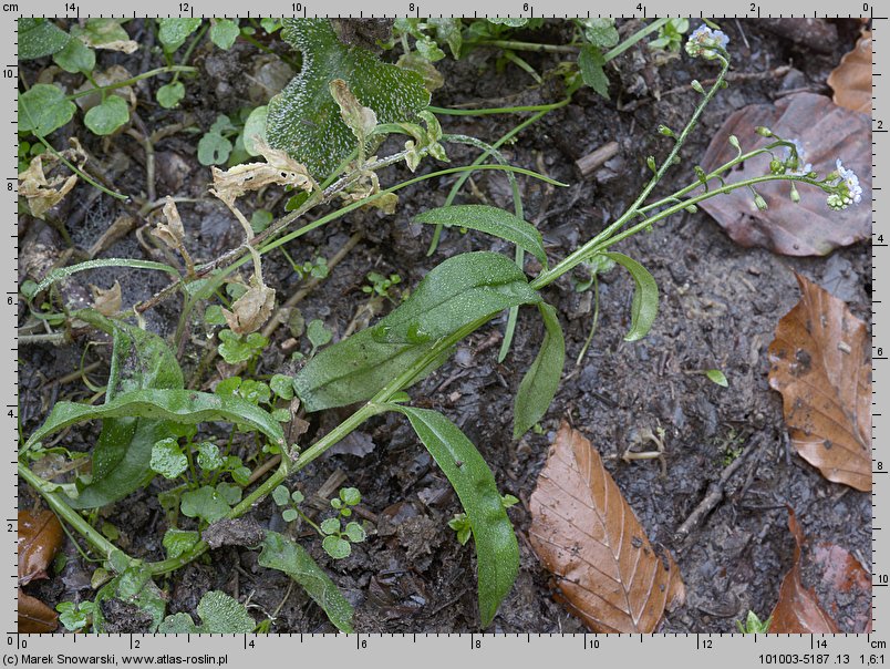 Myosotis nemorosa (niezapominajka górska)