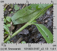 Myosotis nemorosa (niezapominajka górska)