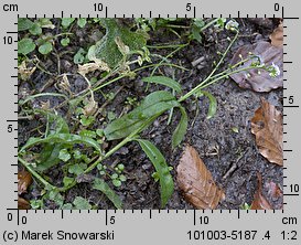 Myosotis nemorosa (niezapominajka górska)