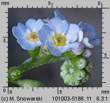 Myosotis nemorosa (niezapominajka górska)