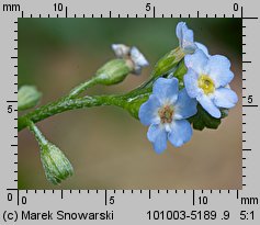 Myosotis nemorosa (niezapominajka górska)