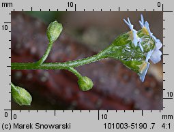 Myosotis nemorosa (niezapominajka górska)