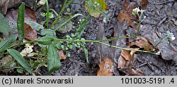 Myosotis nemorosa (niezapominajka górska)