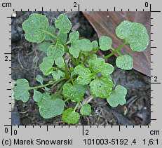 Cardamine flexuosa (rzeżucha leśna)