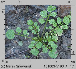 Cardamine flexuosa (rzeżucha leśna)