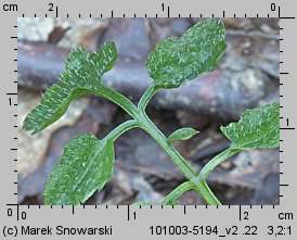 Cardamine flexuosa (rzeżucha leśna)