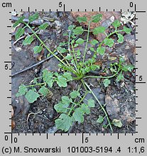 Cardamine flexuosa (rzeżucha leśna)