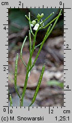 Cardamine flexuosa (rzeżucha leśna)