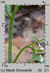 Cardamine flexuosa (rzeżucha leśna)