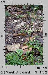 Cardamine flexuosa (rzeżucha leśna)