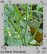 Cardamine flexuosa (rzeżucha leśna)