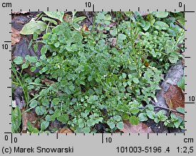 Cardamine flexuosa (rzeżucha leśna)