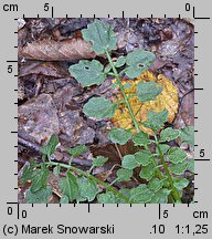 Cardamine flexuosa (rzeżucha leśna)