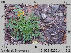 Cardamine flexuosa (rzeżucha leśna)