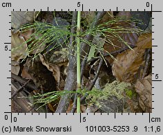 Equisetum sylvaticum (skrzyp leśny)