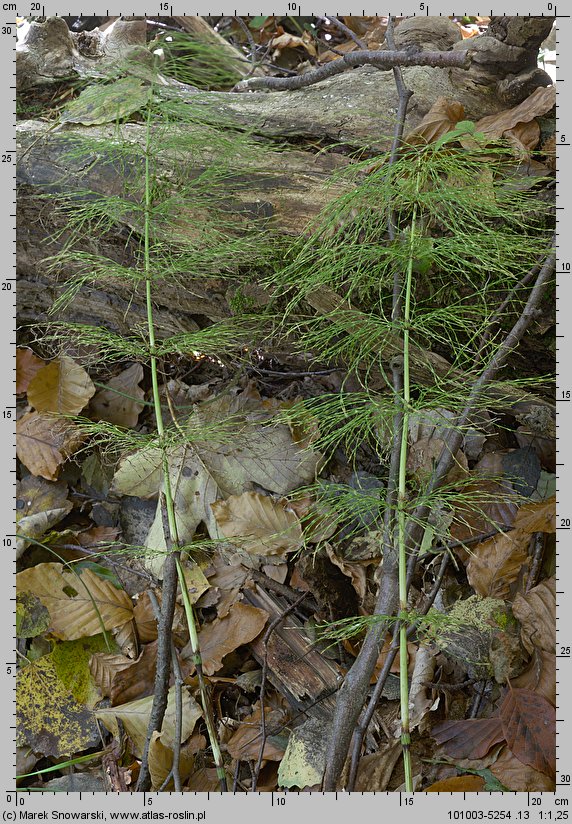 Equisetum sylvaticum (skrzyp leśny)